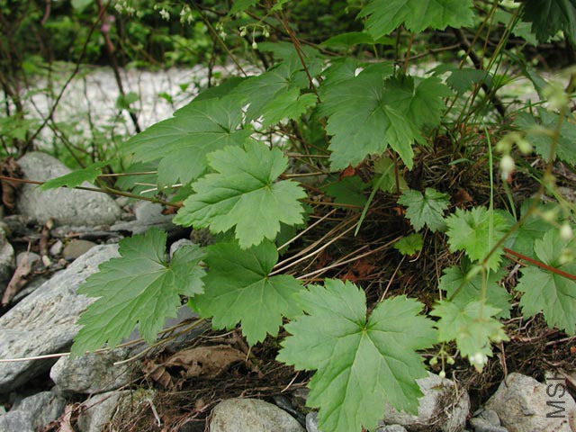 07-05alumroot1.jpg