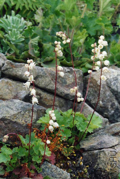 Heuchera_hallii.jpg