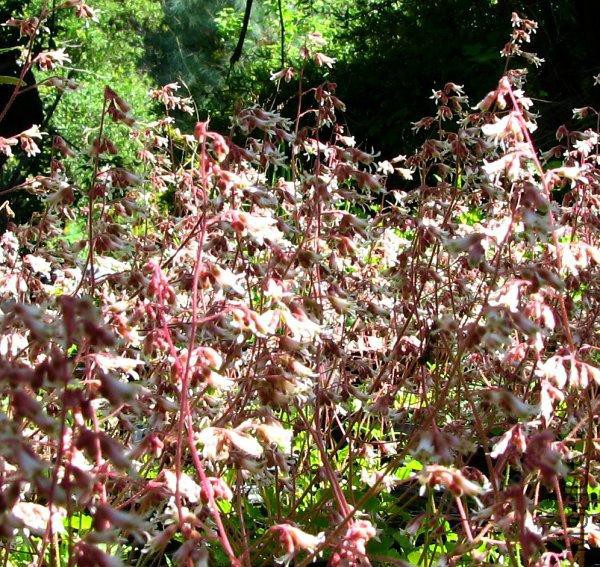 Heuchera_hirsutissima-1.jpg