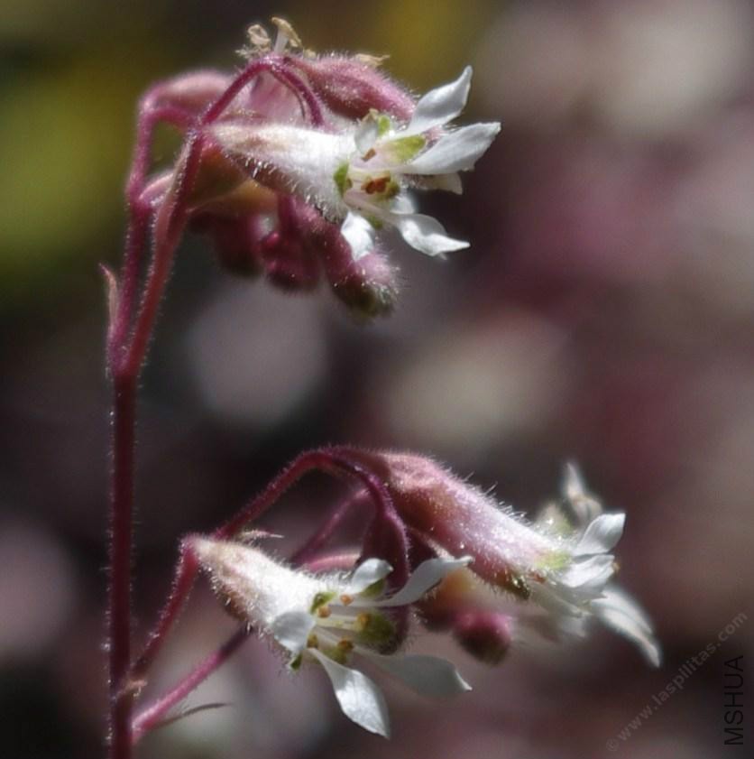 heuchera-hiritissima.jpg