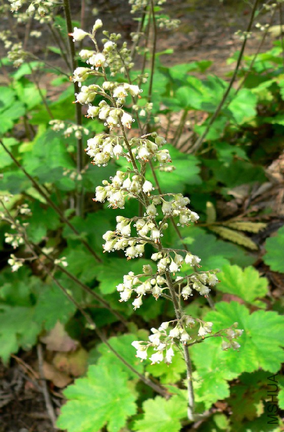 Heuchera_maxima_3.jpg
