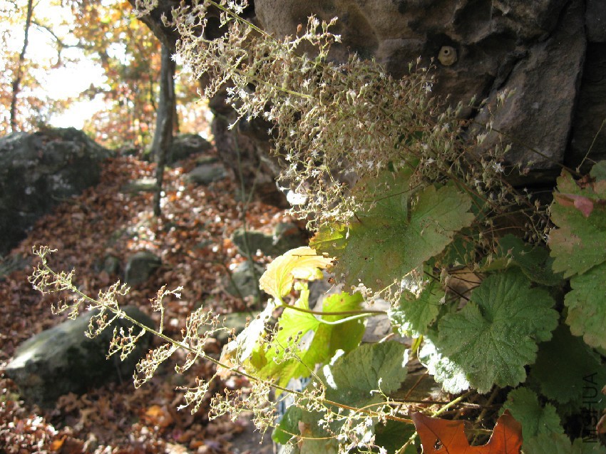 Heuchera_parviflora.jpg