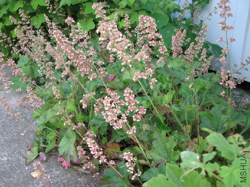 heuchera-pilosissima.jpg
