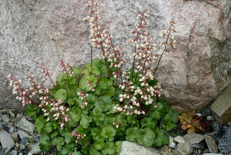 Heuchera_pulchella_TOM_6756.jpg