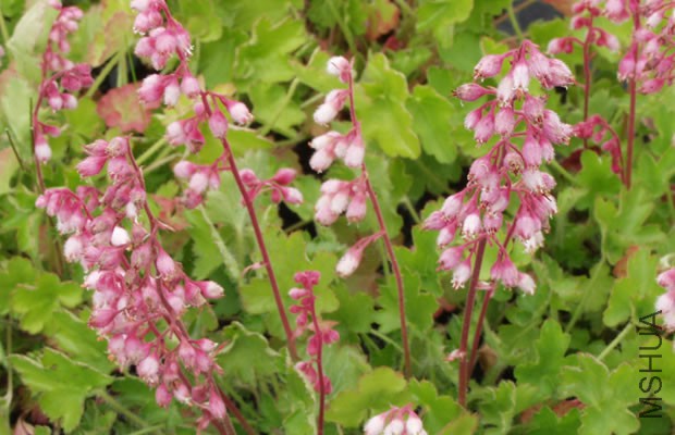 Heuchera_pulchella_Zwerg-Purpurgloeckchen.jpg