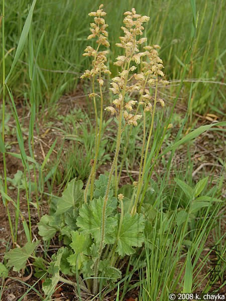 prairie-alumroot_0608_132530.jpg