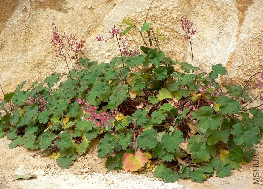 Heuchera_rubescens_1.jpg