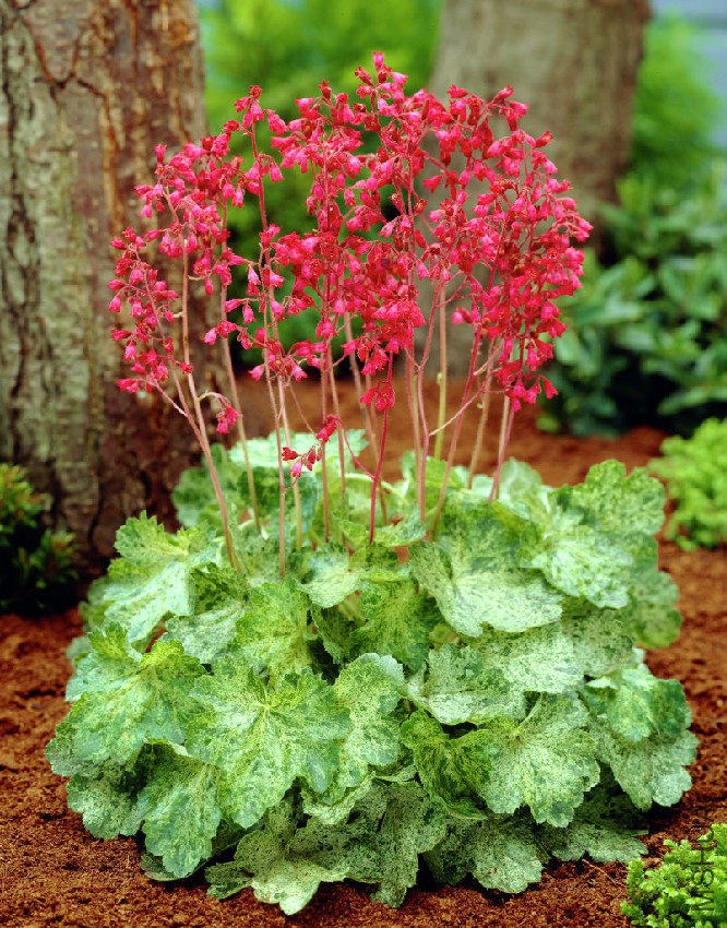 Heuchera_sanguinea_Monet_11787_11978_1280_1280.jpg