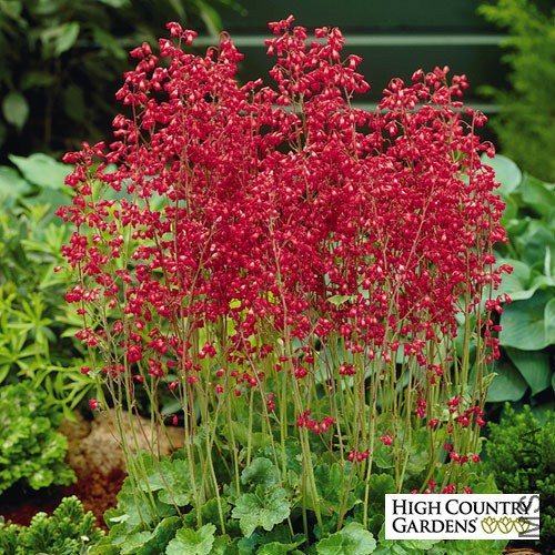 heuchera_sanguinea_firefly_58690_web.jpg