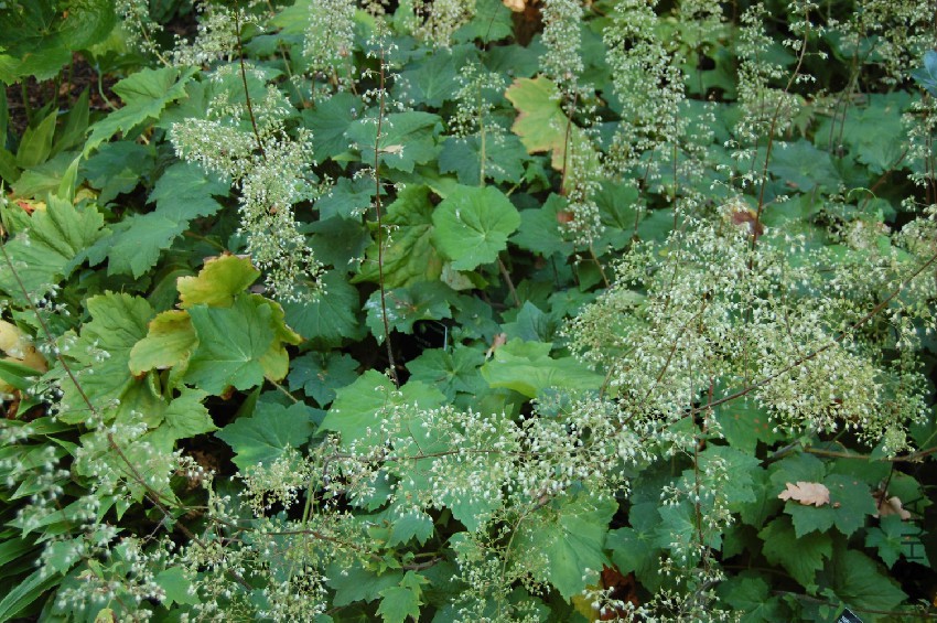 heuchera-villosa-in-flower.jpg