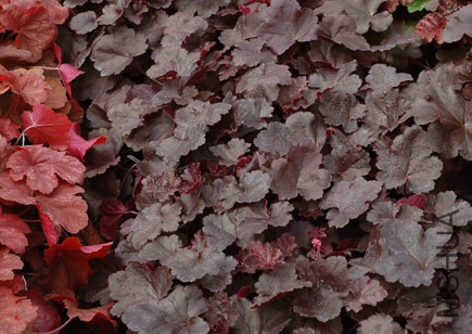 Heuchera-Coco.jpg