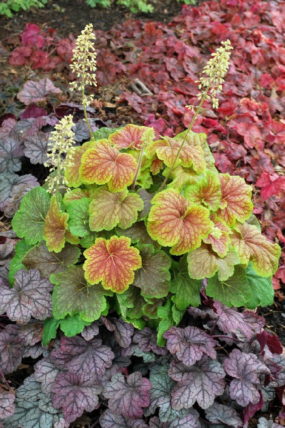 Heuchera_Delta_Dawn_1b-e1453831504134.jpg