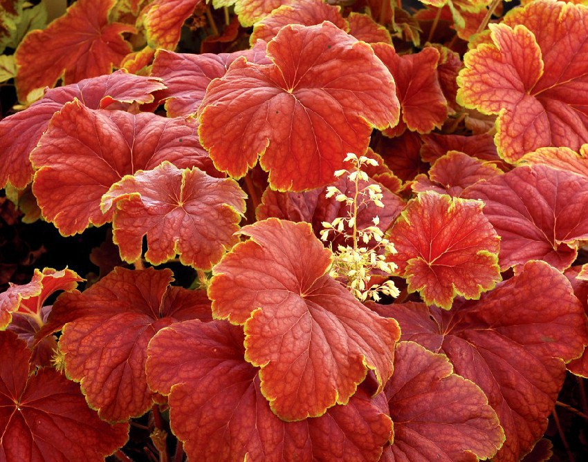 Heuchera_Delta_Dawn_11b-e1453831490176.jpg