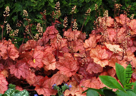 Heuchera_Georgia_Peach_1.jpg