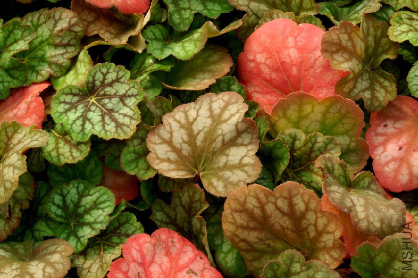 Heuchera_Green_Spice_2b.jpg