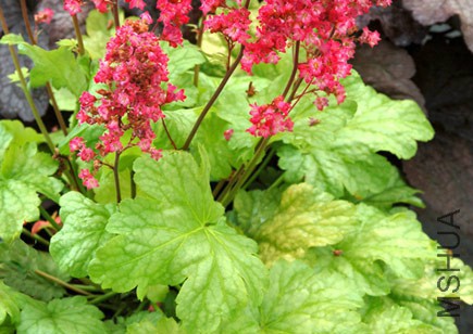 Heuchera_Havana_1.jpg
