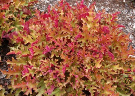 Heuchera_Marmalade_2.jpg