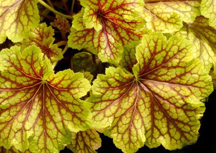 Heuchera_Red_Lightning_3.jpg