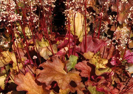 Heuchera_Rio_2.jpg