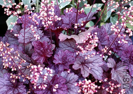 Heuchera_Shanghai_4-1.jpg