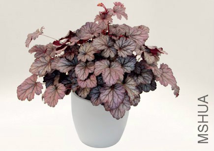 Heuchera_Shanghai_8.jpg