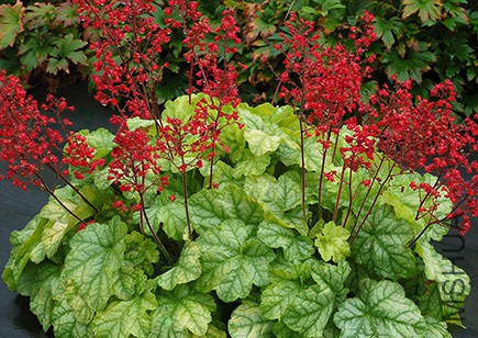 Heuchera_Tokyo_1.jpg
