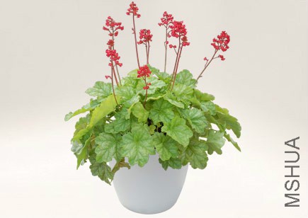 Heuchera_Tokyo_3-1.jpg