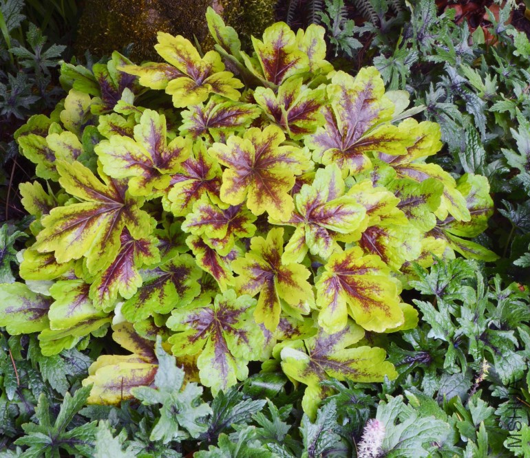 Heucherella_Mojito_2b-770x666.jpg