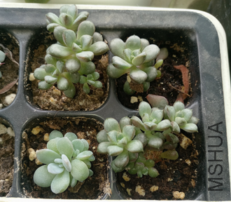 5 - ����.png