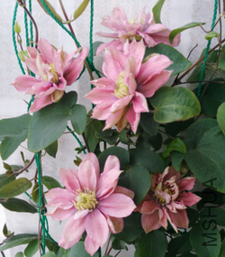 105047f67zyxhk6ne26ty5.png