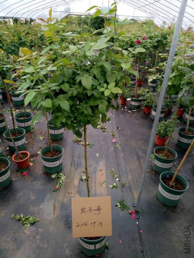 ������.jpg