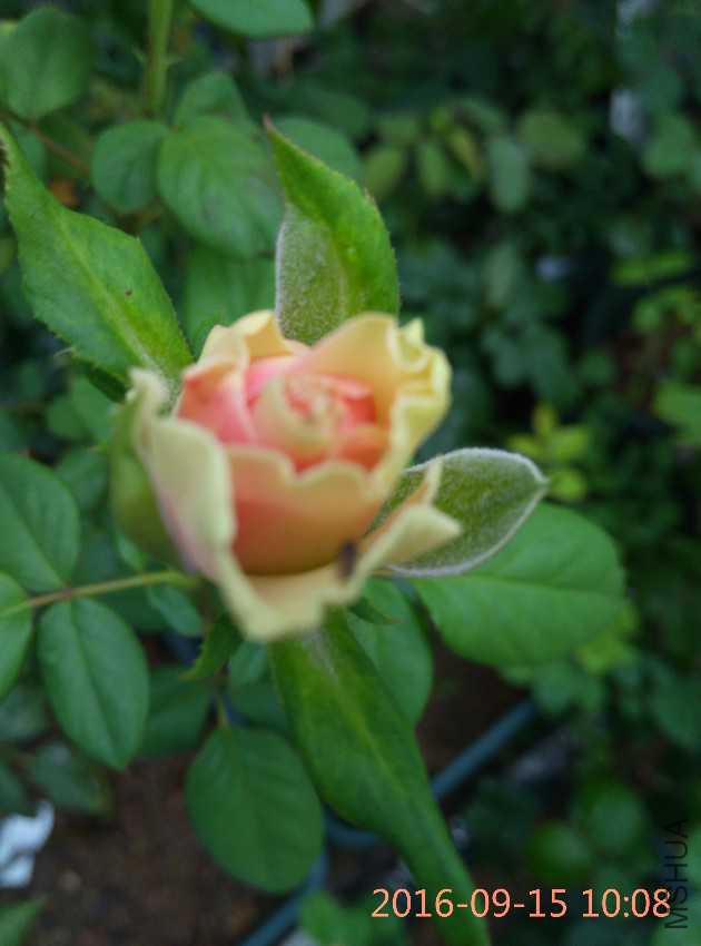 IMG_20160915_100845.jpg