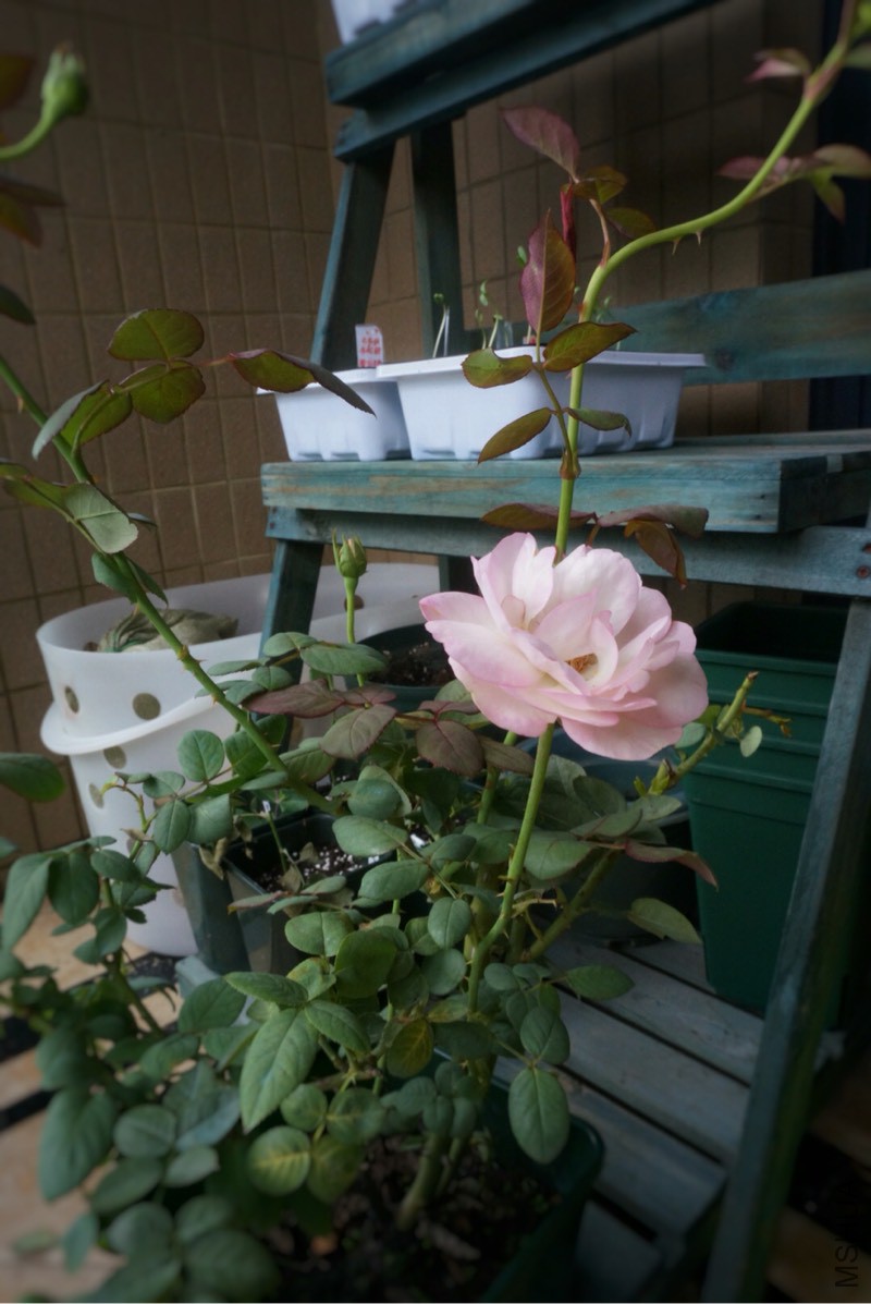 152744wtcflz4y8et9ffl4.jpg
