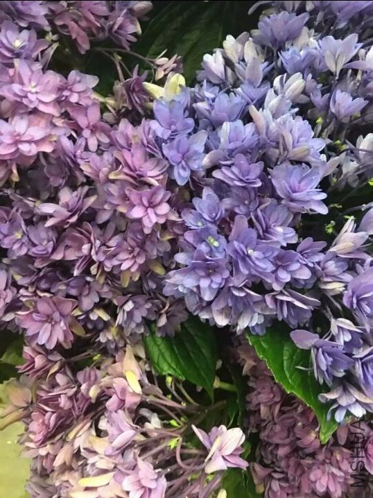 2721E29D157C74672832A1A62A73B607 - ����.jpg