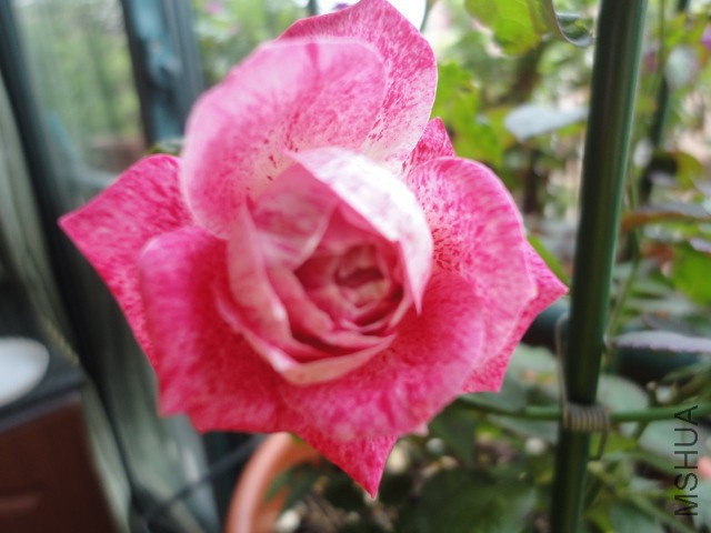 DSC01580.JPG