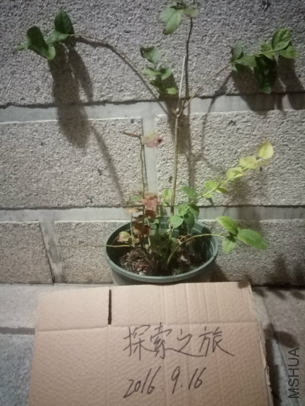 ��ݮ����������