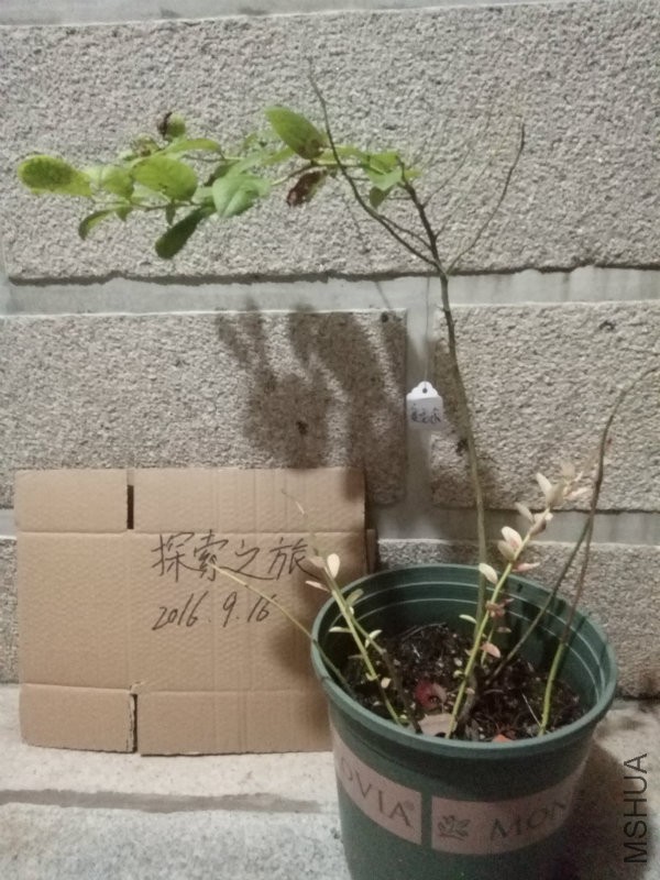 ��ݮ���������