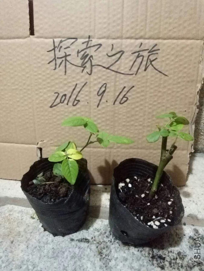 �¼� ������