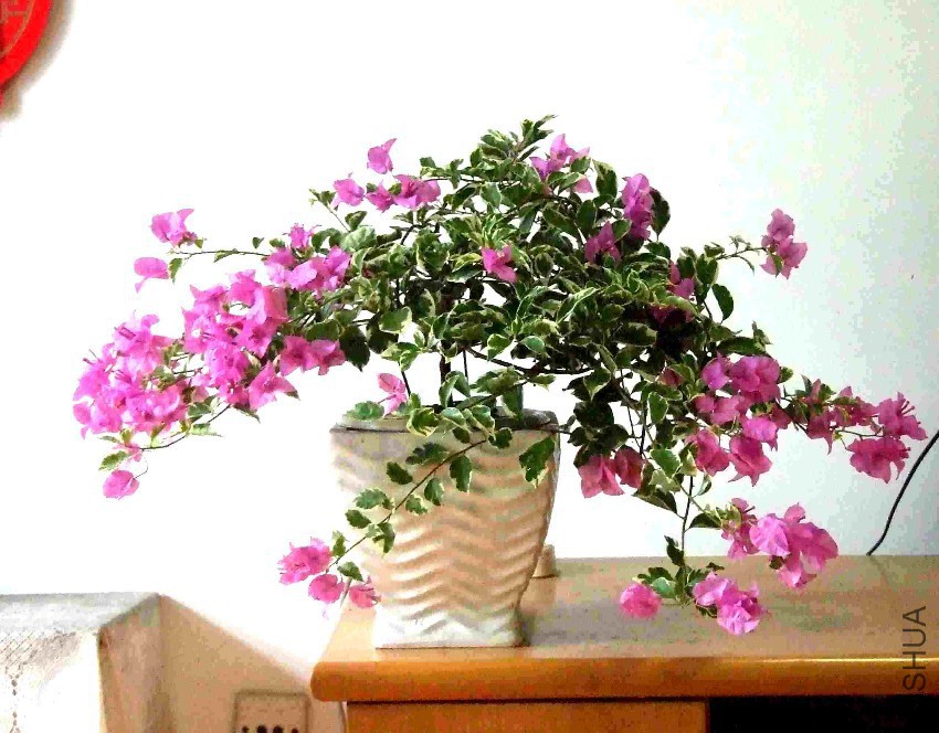 DSCF7272.jpg