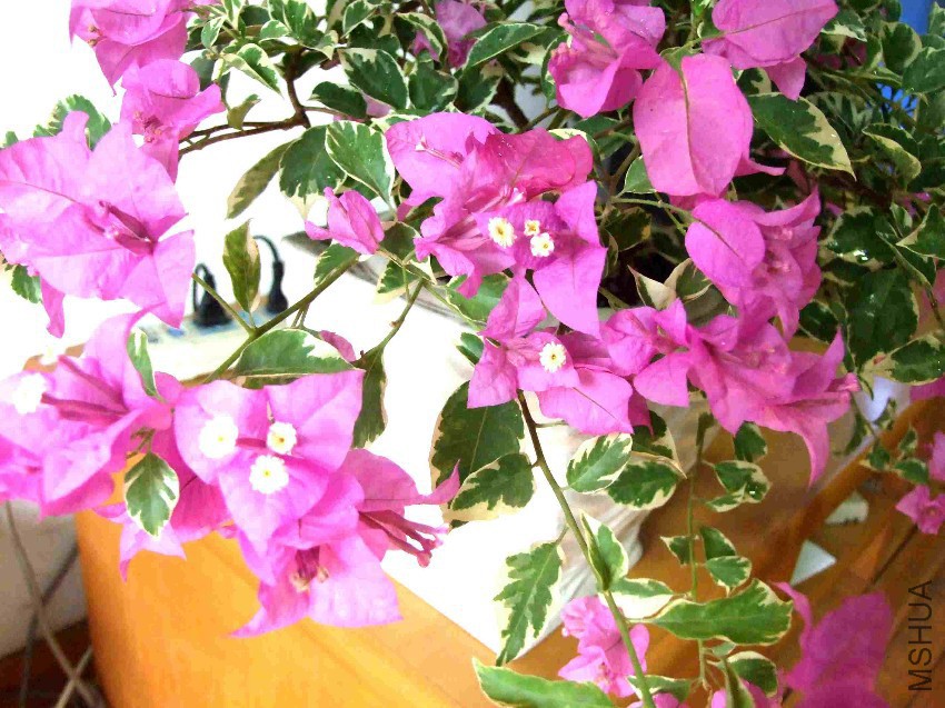 DSCF7275.jpg