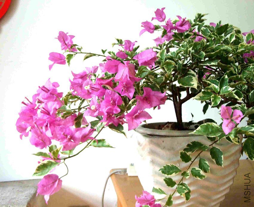 DSCF7274.jpg