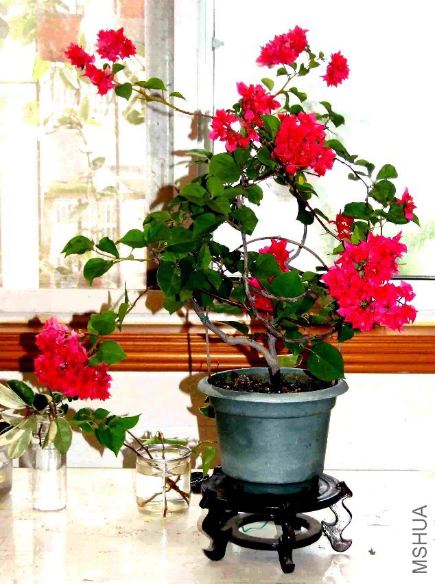 DSCF7281.jpg