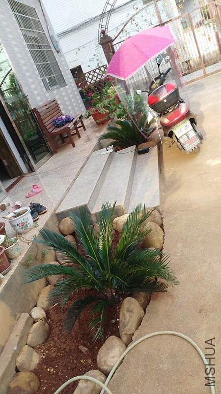 �̺�ʯͷ����ʱ׼�����ϵ�ر�ֲ��ؼ����Ҹ���ʲôֲ�����أ�