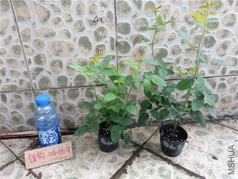 �ۺ�ƽ
