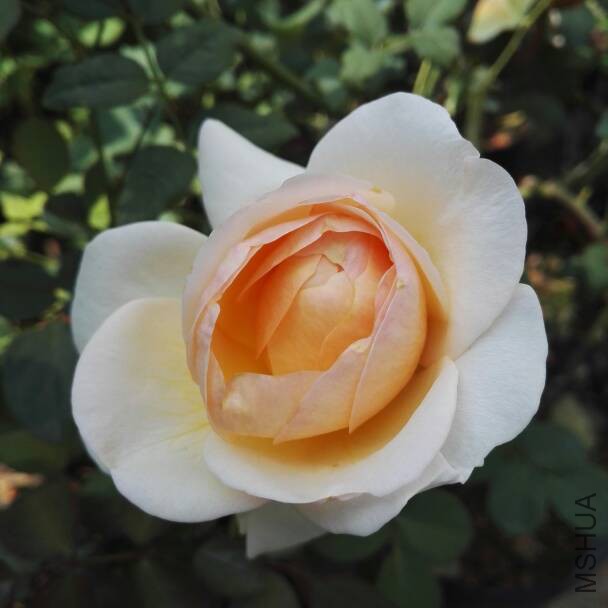 070433kqcvpioutypa96vn.jpg