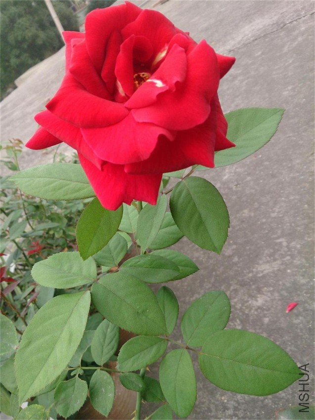 DSC_1103.JPG
