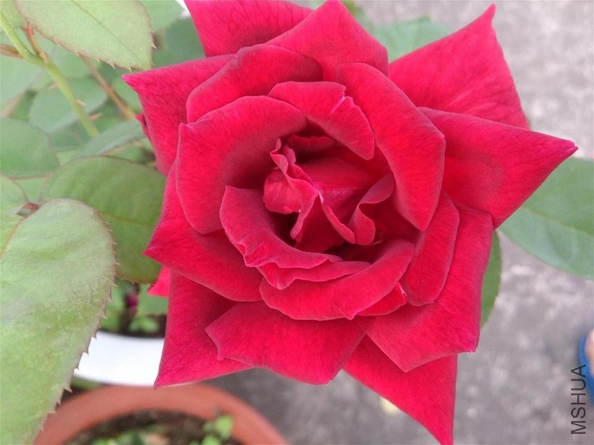 DSC_1070.JPG
