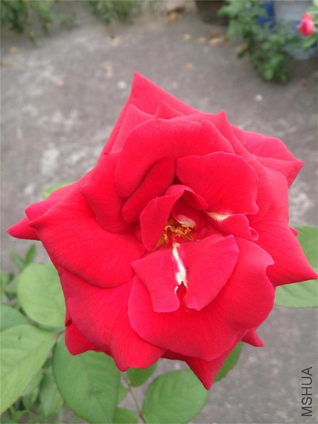 DSC_1088.JPG
