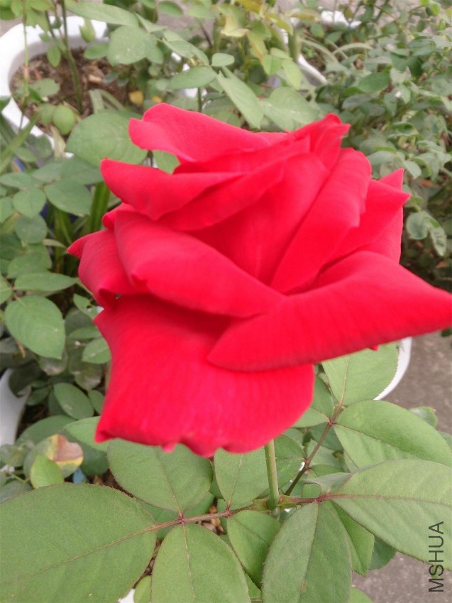 DSC_1082.JPG