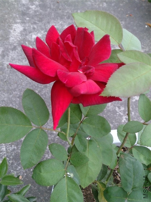 DSC_1109.JPG